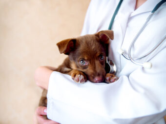 vet examines a puppy in the hospital.